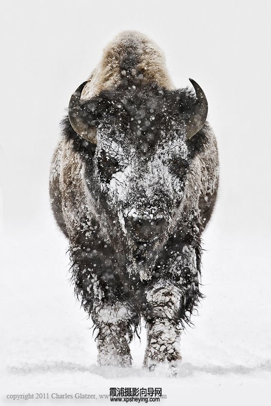 Bison head on in snow